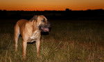Photo Boerboel
