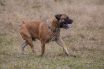 Photo Boerboel