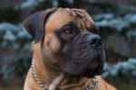 Photo Boerboel