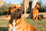 Photo Boerboel