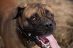 Photo Boerboel