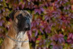 Photo Boerboel