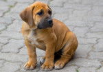 Photo Boerboel