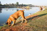 Photo Boerboel