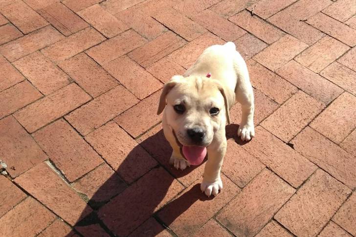 Un Boerboel sur un sol pavé et tirant la langue 