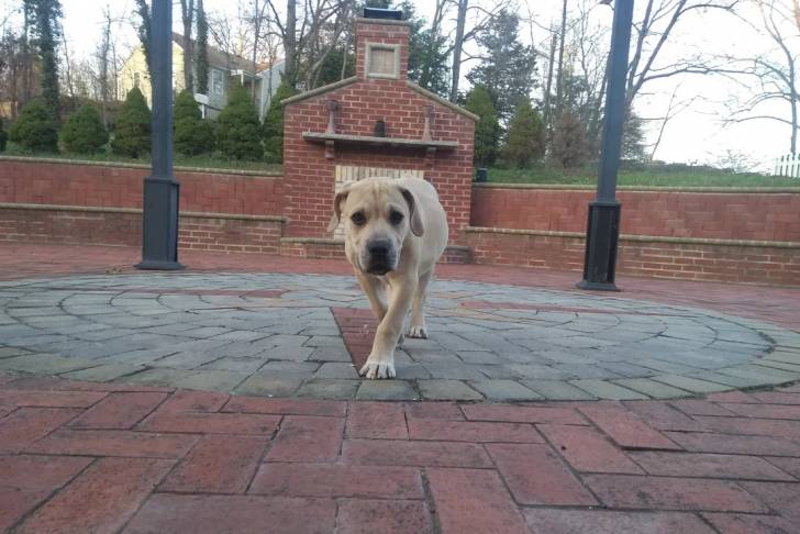 Un Boerboel marchant sur un sol pavé 