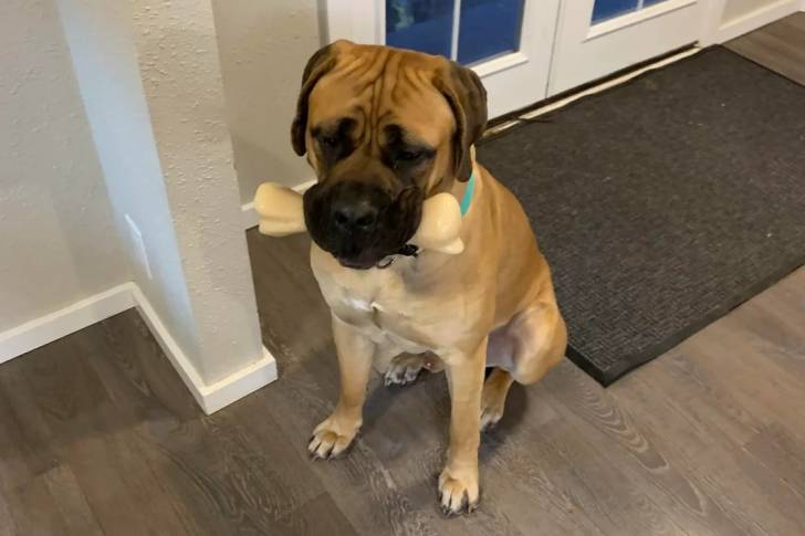 Un Boerboel assis sur un plancher et ayant un os dans sa gueule 