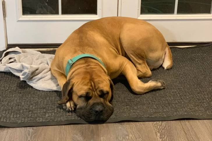 Un Boerboel allongé sur un tapis et portant un collier autour du cou