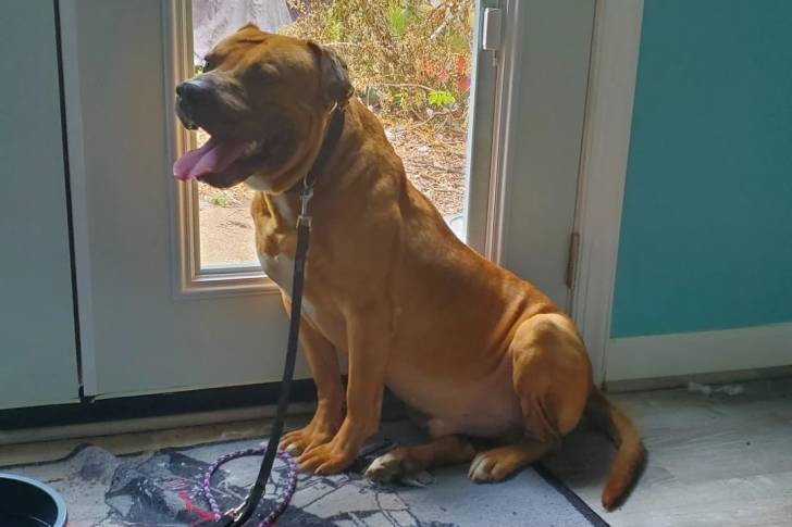 Un Boerboel assis sur un tapis et qui est tenu en laisse 