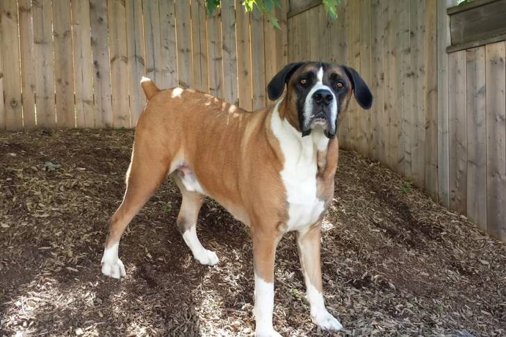 Un Boerboel sur un sol recouvert de copeaux de bois