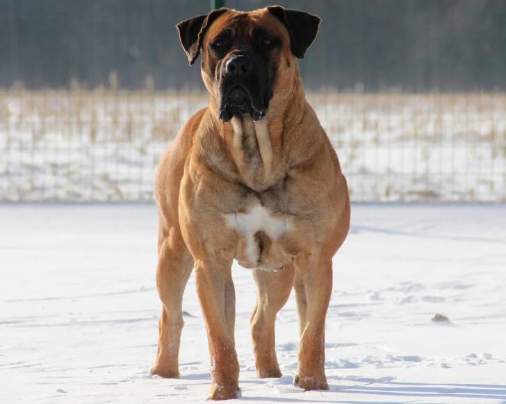 Un Boerboel sur une surface enneigée 