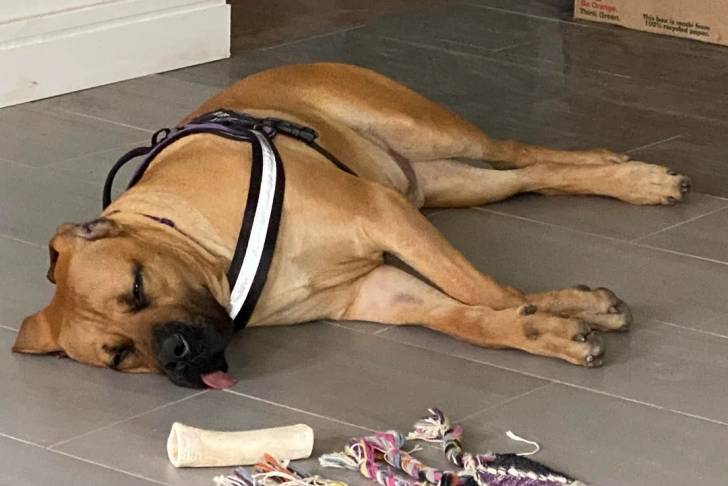 Un Boerboel allongé sur un sol carrelé et portant un harnais