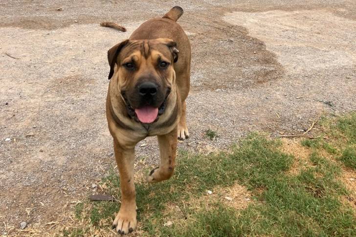 Un Boerboel sur une surface herbacée et tirant la langue 