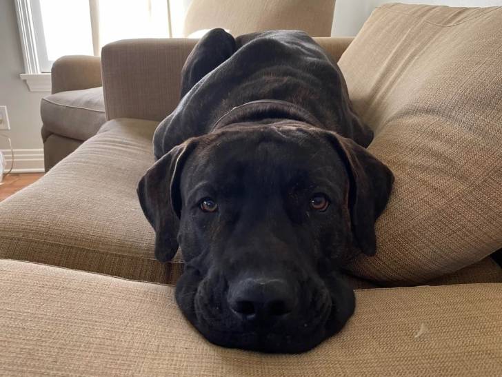 Un Boerboel allongé sur un canapé et portant un collier autour du cou