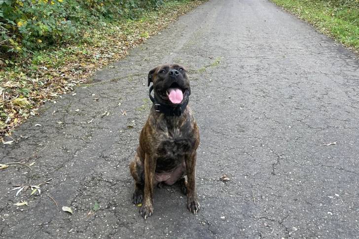 Un Boerboel assis sur une route et ayant la langue pendante 