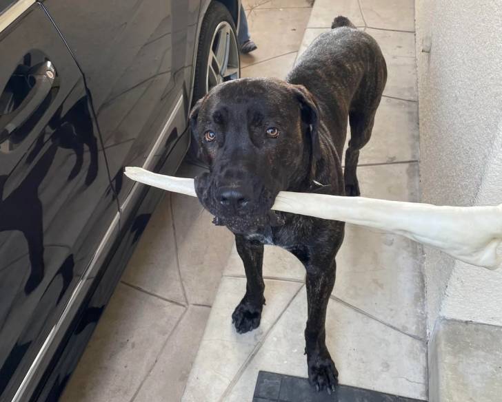Un Boerboel sur une surface bétonnée et ayant un grand os dans sa gueule 