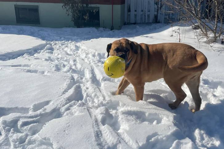 Un Boerboel sur une surface enneigée et ayant un ballon dans sa gueule 