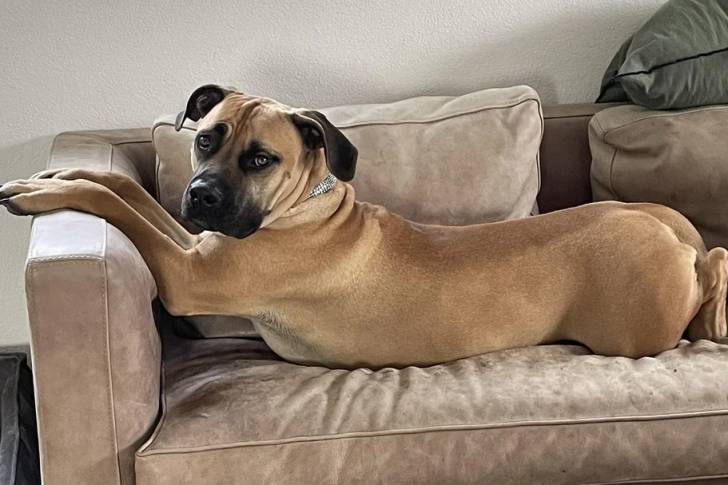 Un Boerboel allongé sur un canapé et portant un collier autour du cou