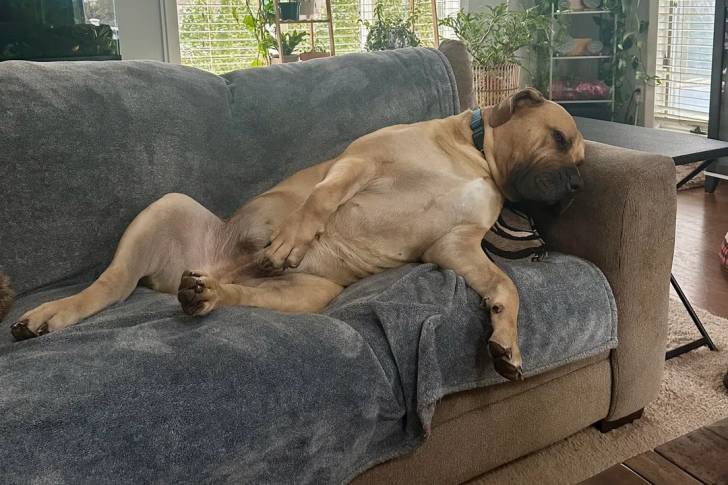 Un Boerboel allongé sur un canapé et portant un collier autour du cou