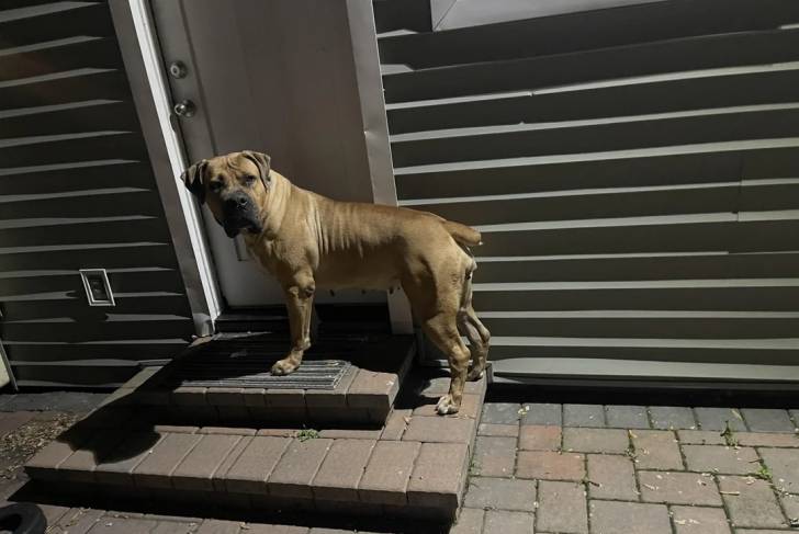 Un Boerboel sur un sol pavé 