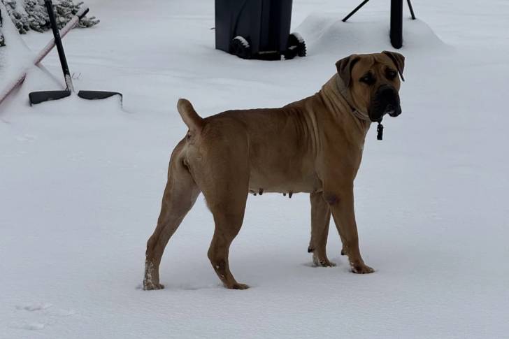 Un Boerboel sur une surface enneigée et portant un collier autour du cou