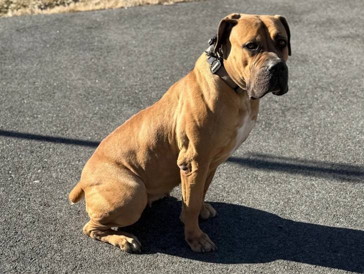 Un Boerboel assis sur une surface bitumée et portant un collier autour du cou