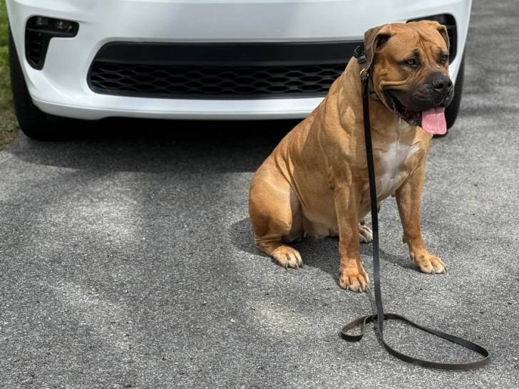 Un Boerboel assis sur une surface bitumée et qui est tenu en laisse 