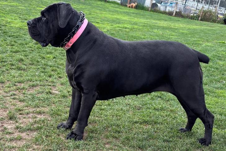 Un Boerboel sur un terrain herbeux et portant un collier autour du cou