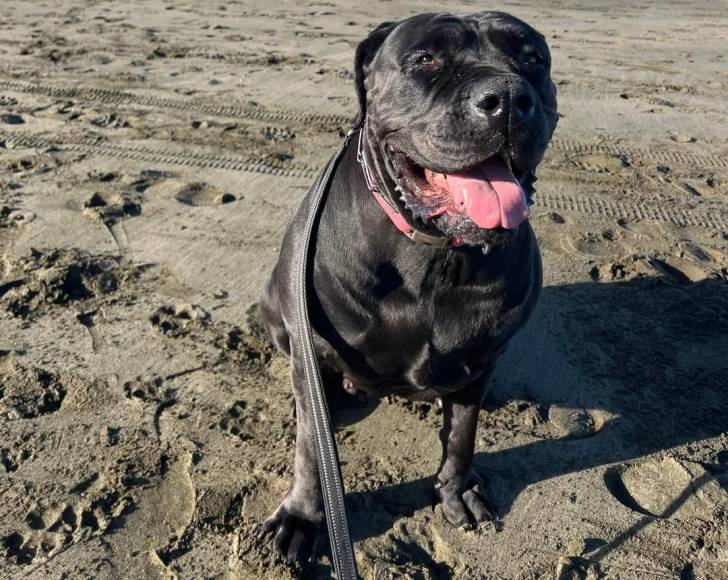 Un Boerboel assis sur un sol sableux et qui est tenu en laisse 