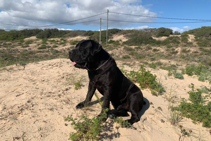 Un Boerboel assis sur une surface sableuse et portant un collier autour du cou