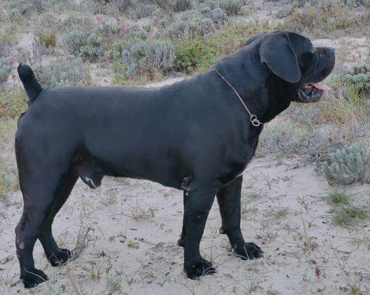 Un Boerboel sur une surface sableuse et portant un collier autour du cou