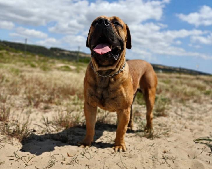 Un Boerboel sur une surface sableuse et portant un collier autour du cou