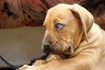 Photo Boerboel