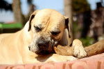 Photo Boerboel