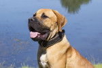 Photo Boerboel