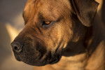 Photo Boerboel