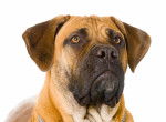 Photo Boerboel
