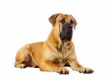 Photo Boerboel
