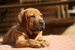 Photo Boerboel