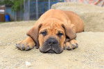 Photo Boerboel