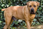 Photo Boerboel