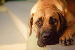 Photo Boerboel