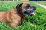 Photo Boerboel