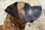 Photo Boerboel