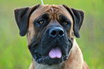 Photo Boerboel