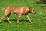 Photo Boerboel