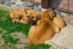 Photo Boerboel