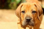 Photo Boerboel