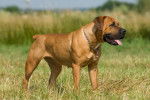Un Boerboel debout dans un champ