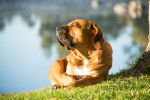Un Boerboel profite du soleil au bord d'un lac